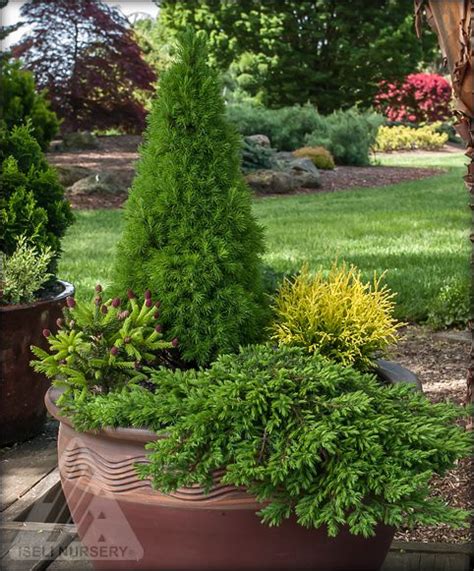 After attending my first national acs conference in oregon several a conifer container can have a design, one conifer in one container, or you can create a mini landscape. Miniscapes and the hot date | Garden containers, Conifers ...
