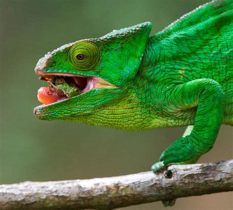 Chameleon Eating Insect Close Up Madagascar Stock Photo Image Of