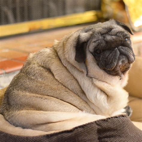 All i said was, yes, that cat bed makes you look fat. sumtimez honestee iz not teh best policee. Pedigree Dogs Exposed - The Blog: My Pug Boo - loved to death
