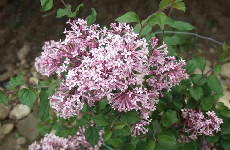 Lilacs In Bloom That Last Up To Three Seasons Better Homes And Gardens