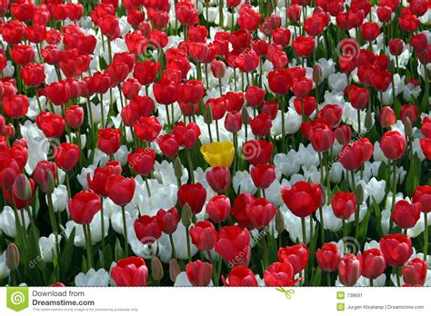Mi sono imbattuta nei suoi commenti e subito mi ha. Red And White Flower Field Stock Image - Image: 738691