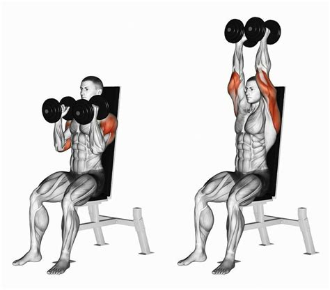 Dumbbell Shoulder Press Bodybuilding