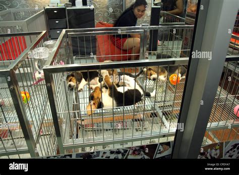 Puppies Sleeping In Pet Shop Chatuchak Weekend Market Bangkok Stock