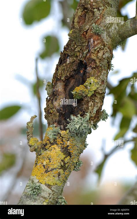 Large Apple Canker Neonectria Ditissima Lesion On A Branch Of An