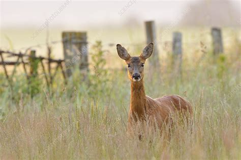 Roe Deer Doe In A Field Of Set Aside At Dawn Stock Image C0415081