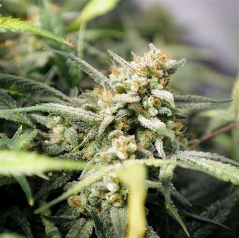 The methods flush out toxins and drug residue from. How to Flush THC Out of Your System? | Fast Buds