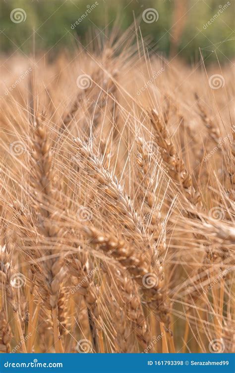 Golden Cornish Barley Crops In A Field Ready For Harvest Stock Photo