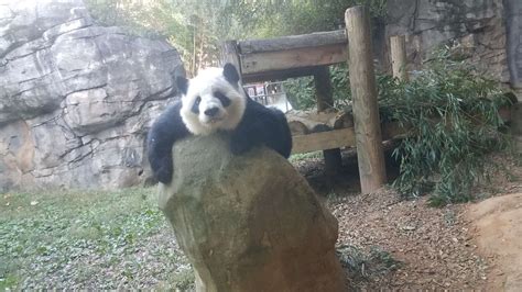 Panda Updates Friday November 5 Zoo Atlanta