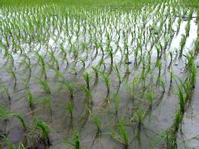By late summer, the grain begins to appear in long panicles on the top of the plant. The Nibble: Grow Rice