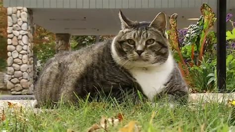 A siamese cat may weigh as few as 5 many cats gain weight when owners leave out a bowl of dry kibble so they can eat all day long. New Hampshire 31 pound cat is | WGME