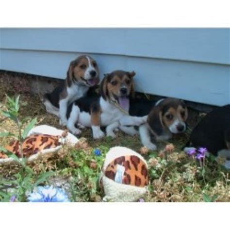 Pets offered by humane societies and shelters, owners and breeders locally in canada. Legal Beagles Kennel, Beagle Breeder in Stevensville, Montana