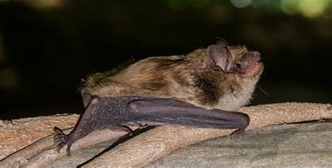 The Little Brown Bat Virginia Bat Pros