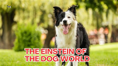 Top 10 Smartest Dog Breeds | Unleashing the Genius Canines of the
