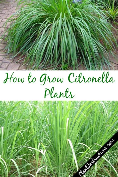 How to Grow Citronella AKA Mosquito Plant - Plant Instructions