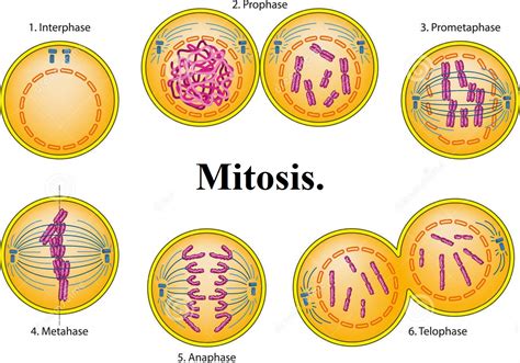 Mitosis Qué es la división celular Fases y funciones de la mitosis