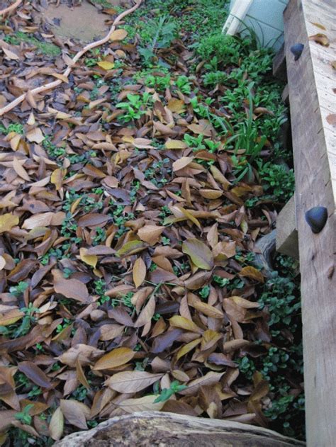 In the name of Animal Habitat, these leaves can stay. | Animal habitats