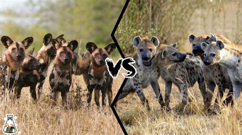 African Wild Dog Pack Vs Hyena Pack Who Will Win Youtube