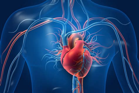 El Abordaje Integral Clave En El Manejo Del Riesgo Cardiovascular El Médico Interactivo