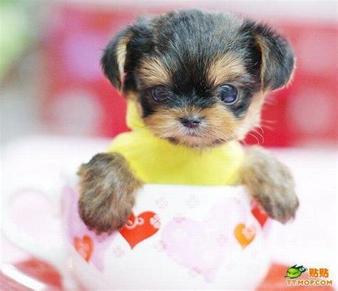 Very Cute Tiny Dogs In Tiny Cups Wiresmash