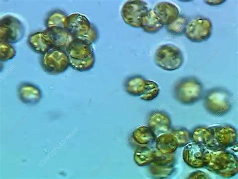 Algae Cells Stock Video Clip K0021795 Science Photo Library