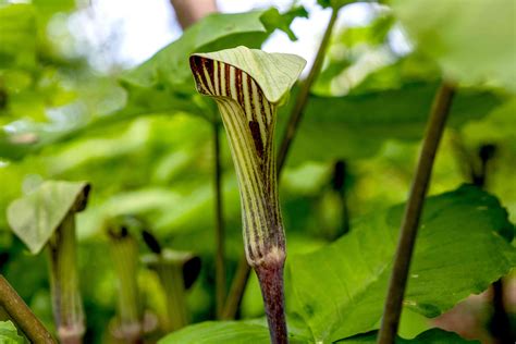 How To Grow And Care For Jack In The Pulpit Bog Onion