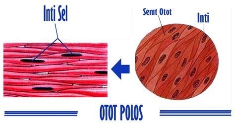 Serabut otot mampu berkontraksi ketika mendapatkan rangsang dari impuls saraf. Pengertian, Karakteristik, Macam, Sifat dan Mekanisme Kerja Otot - Mishba7 Blog