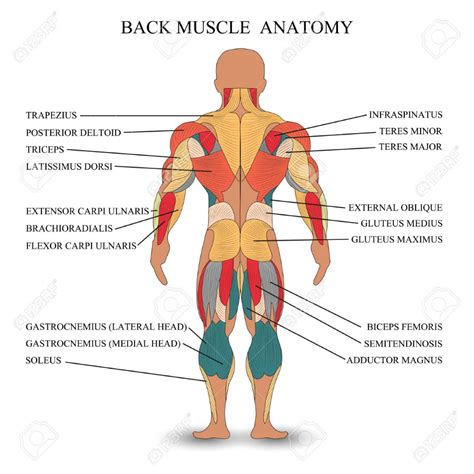Anatomy Of Human Muscles In The Back A In 2021 Human Muscle