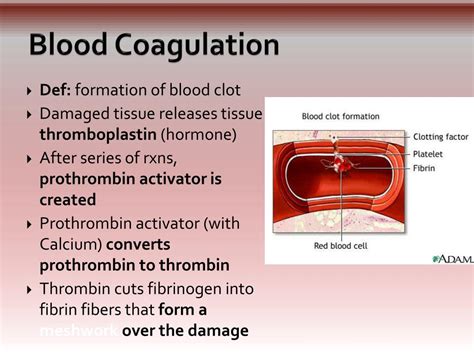 PPT Chapter Blood PowerPoint Presentation Free Download ID