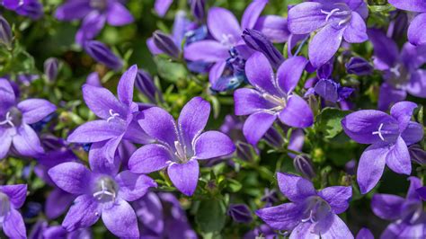 Campanula Bell Flower Care Best Flower Site