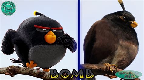 Angry Birds In Real Life 2017 Youtube