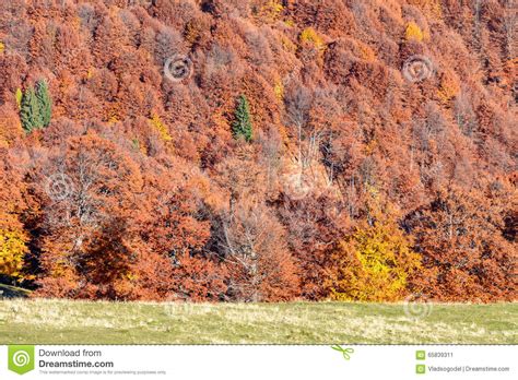 Mountain Autumn Background With Colorful Trees Horizontal Stock Image
