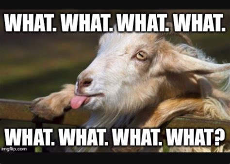 Pin By Jane Murdock On Animals Goats Funny Funny Goat Memes Funny