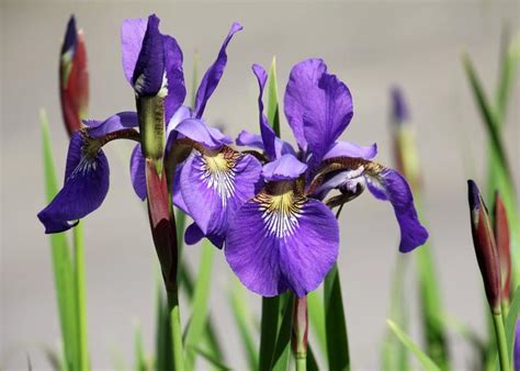 Irises How To Plant Grow And Care For Iris Flowers The Old Farmer