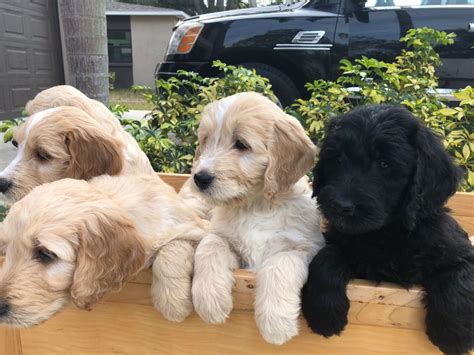 Why buy a goldendoodle puppy for sale if you can adopt and save a life? Goldendoodle Puppies For Sale | Clearwater, FL #259658