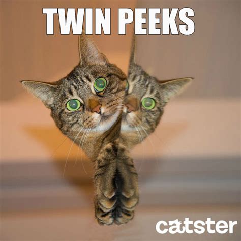 7 Cat Puns You Need To Read Right Meow Catster