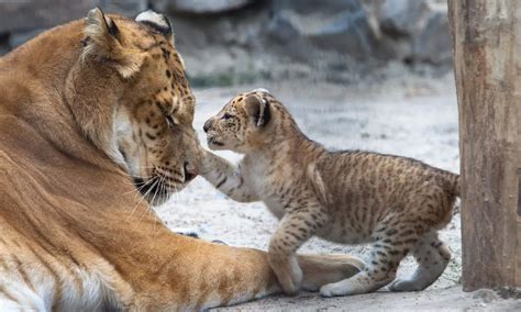 20 Amazing Liger Facts Lion Tiger Hybrids Our Planet