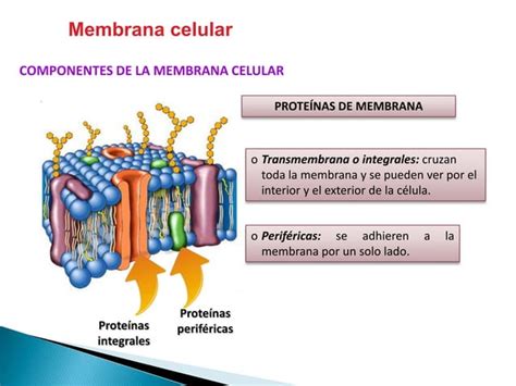 Membrana