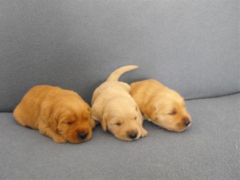 The golden retriever is a sturdy, muscular dog of medium size, famous for the dense, lustrous coat of gold that well trained and vet checked golden retriever puppies for sale. AKC GOLDEN RETRIEVER for Sale in Lakeland, Florida ...
