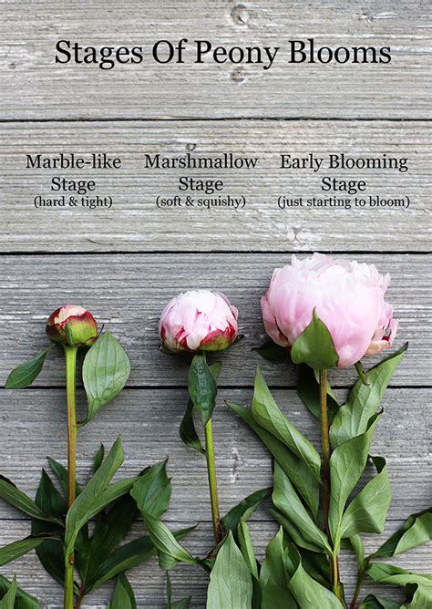 How To Grow Peonies Your Complete Guide House Of Hawthornes