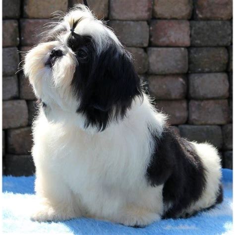 The 25 Cutest Pictures Of Imperial Shih Tzus The Paws Shitzu Dogs