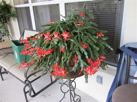 We did not find results for: Christmas cactus in bloom at Easter, it had already ...