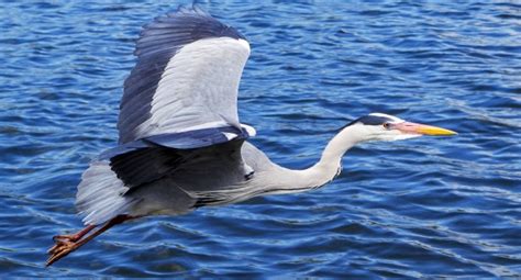 Heron Flying Free Stock Photo Public Domain Pictures