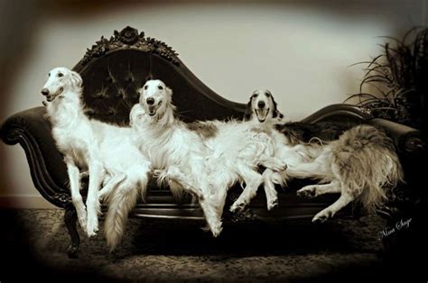 And the sofa is a heck of a lot more comfortable than the. 1253 best images about Borzoi. on Pinterest | Sats, A lady ...