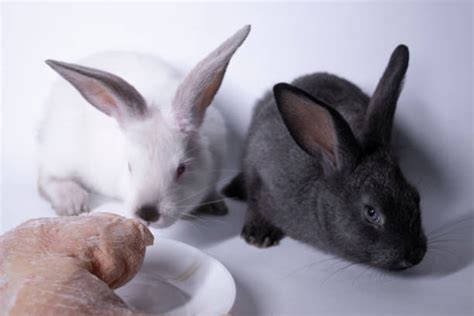 Live Rabbits For Sale Stock Photos Pictures And Royalty Free Images Istock