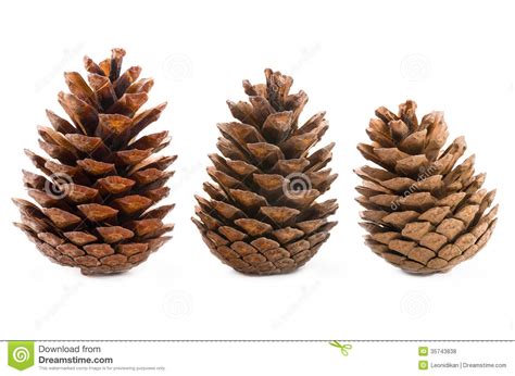 As nouns the difference between conifer and cone. Conifer cones stock photo. Image of cone, forest, garden ...