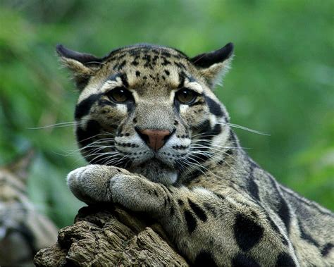 Clouded Leopard Photograph By Tnbackroadsphotos