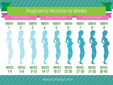 Month By Month Pregnancy Calendar