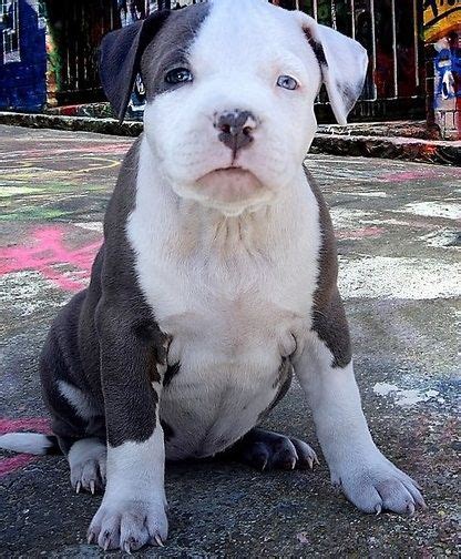 Discover more posts about pitbull puppies. American Pit Bull Terrier Puppies For Sale | Phoenix, AZ #295294