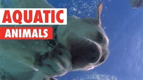 Animals Who Love Water Aquatic Animals Youtube