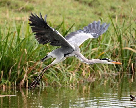 Gray Heron Taking Flight The Afternoon Of My Last Full Day Flickr